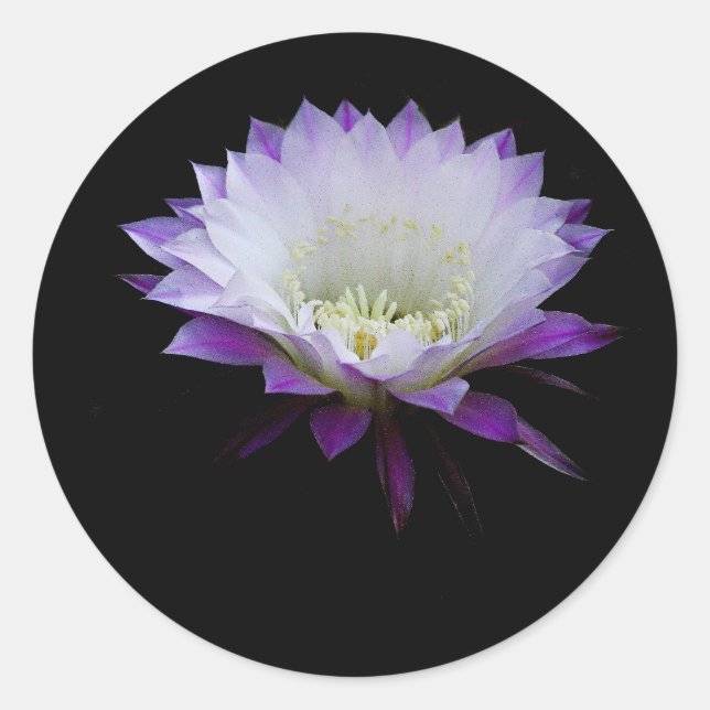 Pegatina Redonda Belle del florecimiento de la noche del balón (Anverso)