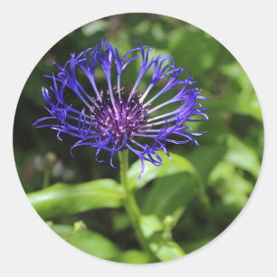 Pegatina Redonda Belleza azul