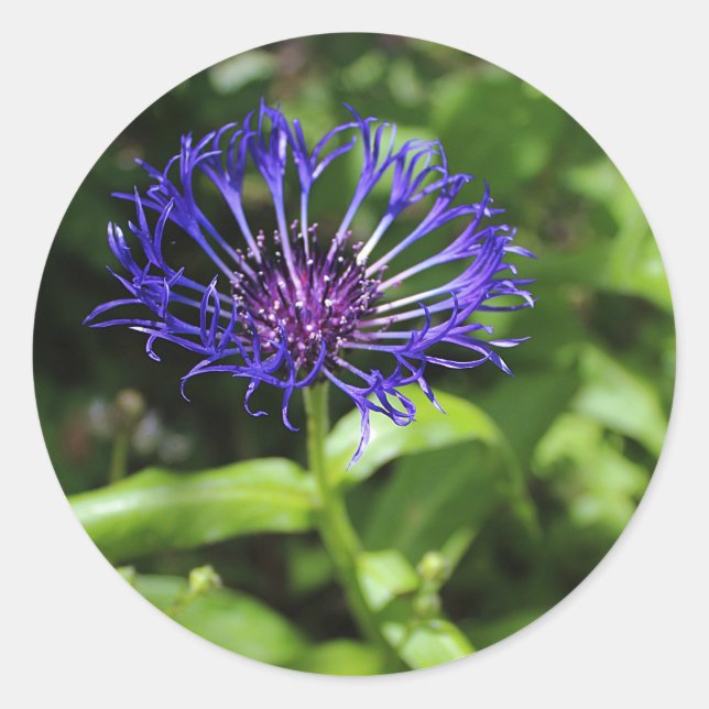 Pegatina Redonda Belleza azul (Anverso)