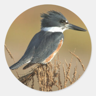 Pegatina Redonda Belted Kingfisher