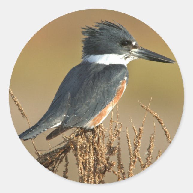 Pegatina Redonda Belted Kingfisher (Anverso)