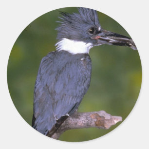 Pegatina Redonda Belted Kingfisher