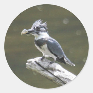 Pegatina Redonda Belted Kingfisher