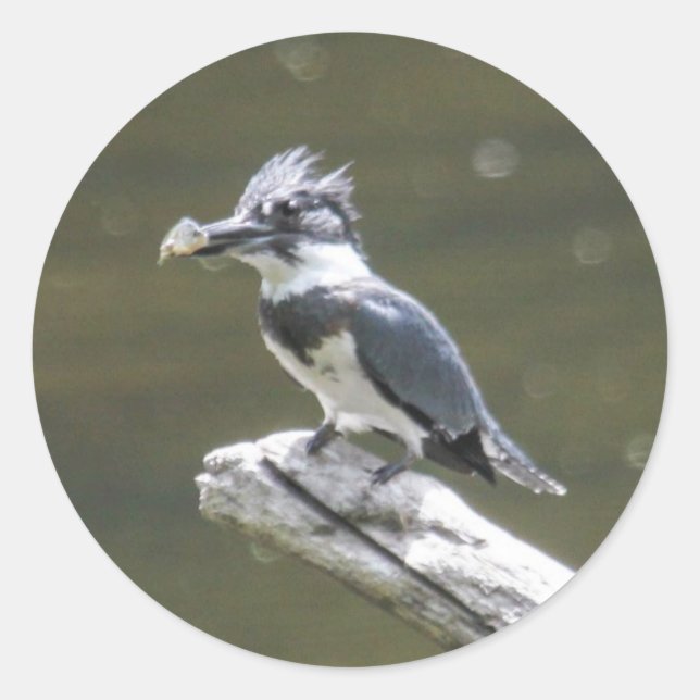 Pegatina Redonda Belted Kingfisher (Anverso)