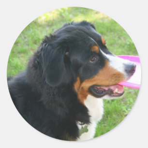 Pegatina Redonda Berner con Frisbee