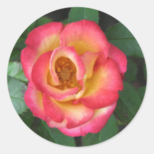 Pegatina Redonda Betty Boop 140