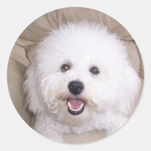 Pegatina Redonda Bichon Frise