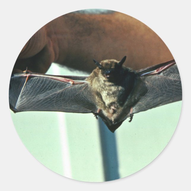 Pegatina Redonda Big Brown Bat (Anverso)