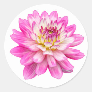 Pegatina Redonda Big Pink Dahlia