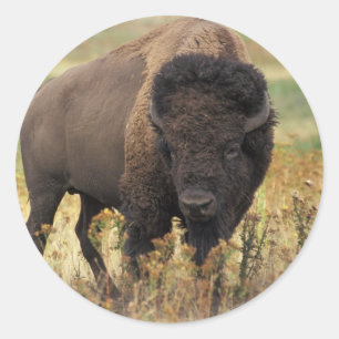 Pegatina Redonda Bison