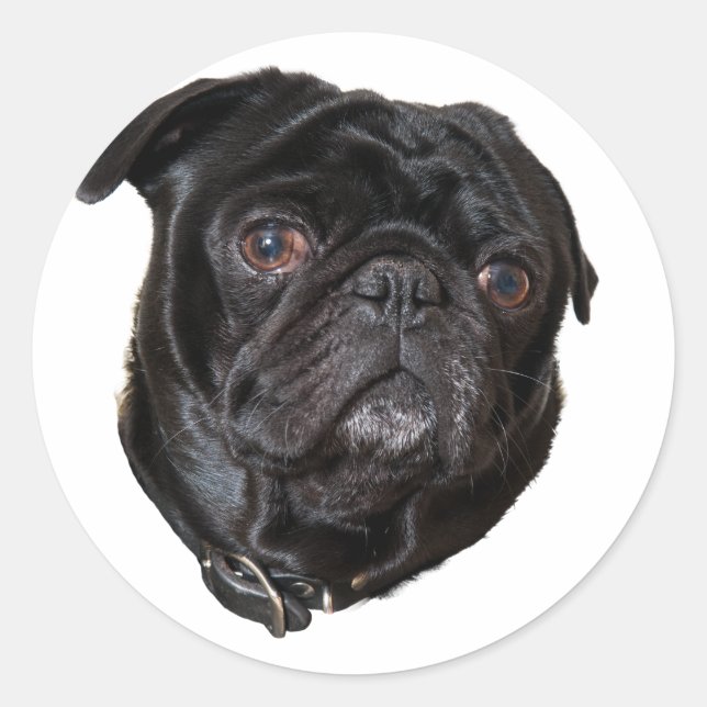 Pegatina Redonda Black Funny Pug (Anverso)
