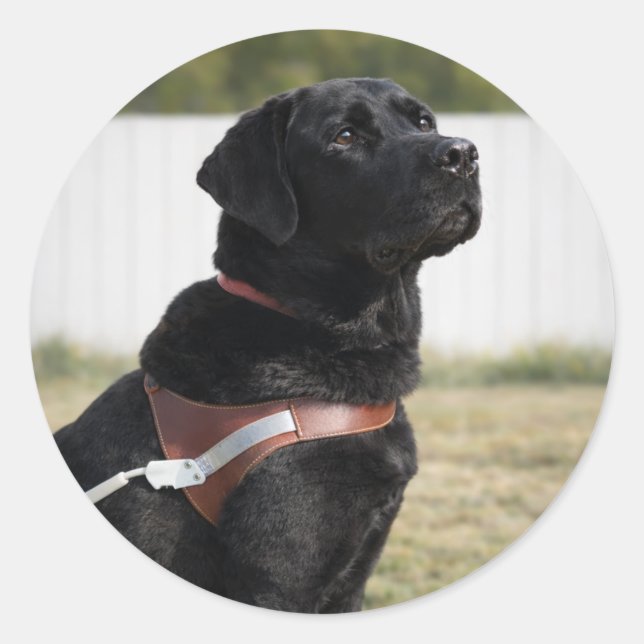 Pegatina Redonda Black Labrador Guide Dog Graduation Envelope Seal (Anverso)