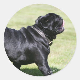 Pegatina Redonda Black Pug Panting Mientras Camina