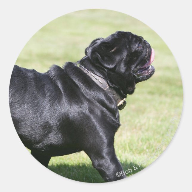 Pegatina Redonda Black Pug Panting Mientras Camina (Anverso)