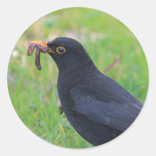 Pegatina Redonda Blackbird