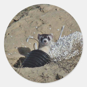 Pegatina Redonda Blackfoot Ferret