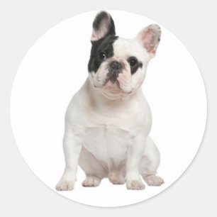 Pegatina Redonda Blanco Bulldog francés cachorro perro negro ojo