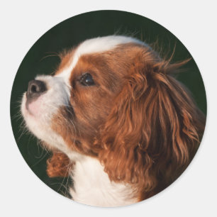 Pegatina Redonda Blenheim Cavalier King Charles Spaniel Perro Cacho