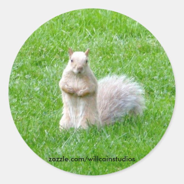 Pegatina Redonda Blonde Squirrel (Anverso)
