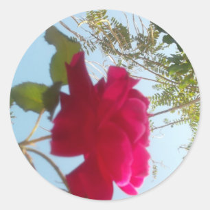 Pegatina Redonda Bloom celestial: Un Rosa contra el cielo