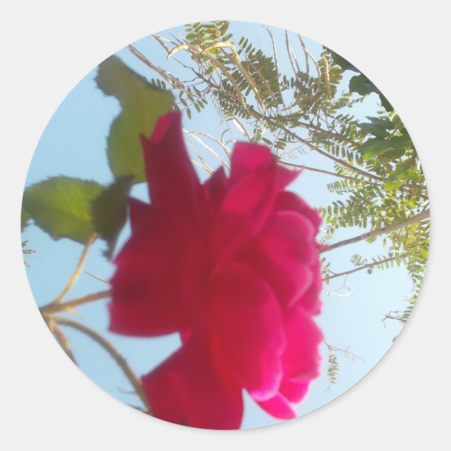 Pegatina Redonda Bloom celestial: Un Rosa contra el cielo (Anverso)