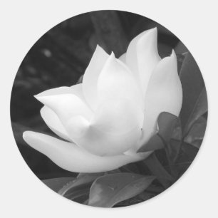 Pegatina Redonda Bloom de Magnolia del Sur