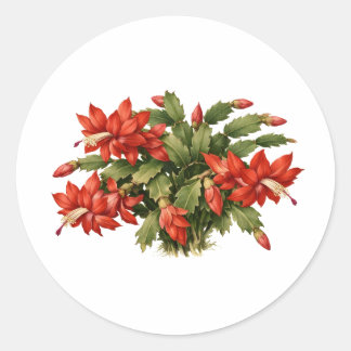 Pegatina Redonda Blooming Red Christmas Cactus Plant