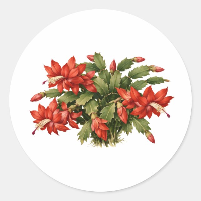 Pegatina Redonda Blooming Red Christmas Cactus Plant  (Anverso)