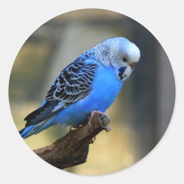 Pegatina Redonda Blue Budgie (Anverso)