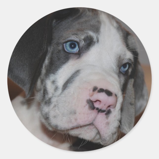 Pegatina Redonda Blue Eye Great Dane Puppy (Anverso)