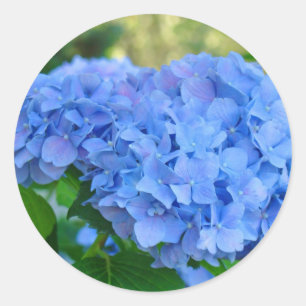 Pegatina Redonda Blue Hydrangea pegatinas Summer Hydrangea Garden