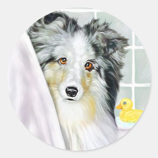Pegatina Redonda Blue Merle Sheltie Bath (Anverso)