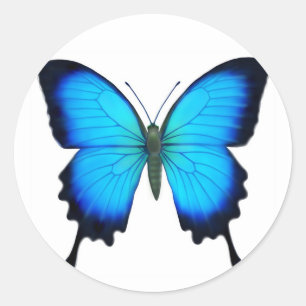 Pegatina Redonda Blue Papilio Ulysses Butterfly