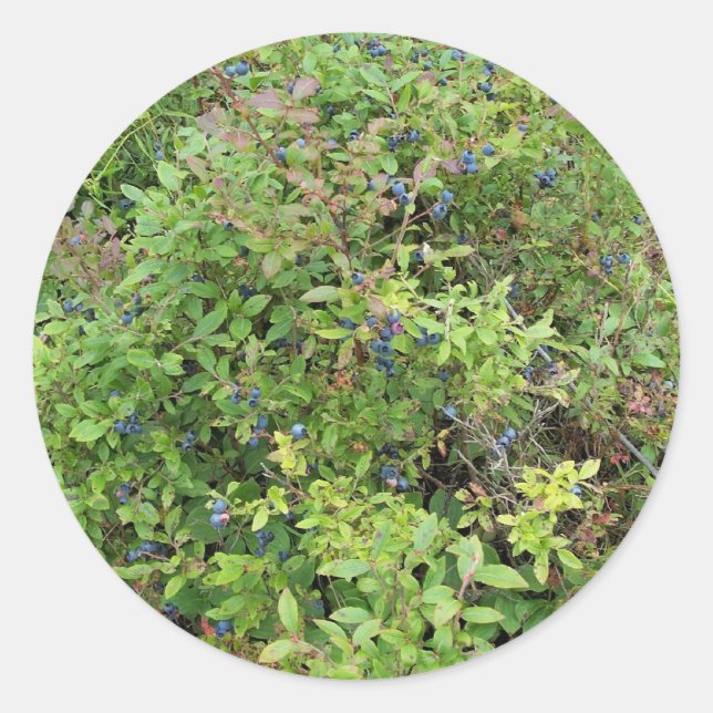 Pegatina Redonda Blueberry Bush (Anverso)