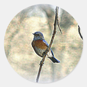 Pegatina Redonda Bluebird de la felicidad