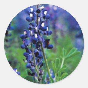 Pegatina Redonda Bluebonnet de Tejas