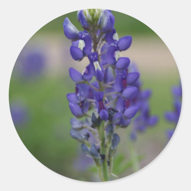 Pegatina Redonda BlueBonnett (Anverso)