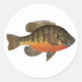 Pegatina Redonda Bluegill Bream