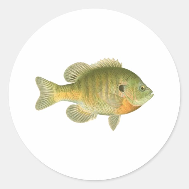 Pegatina Redonda Bluegill femenina - Bream - Sunfish (Anverso)