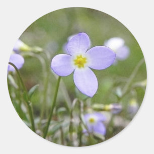 Pegatina Redonda Blues - Quaker Ladies