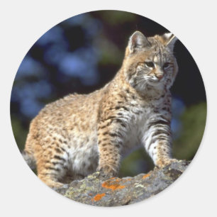 Pegatina Redonda Bobcat
