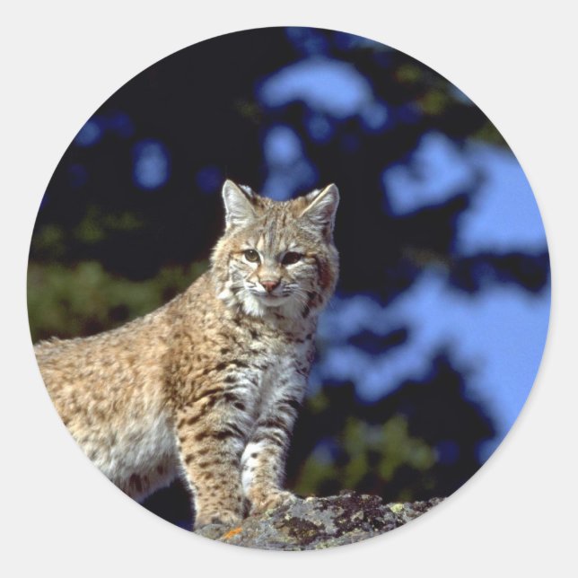 Pegatina Redonda Bobcat (Anverso)