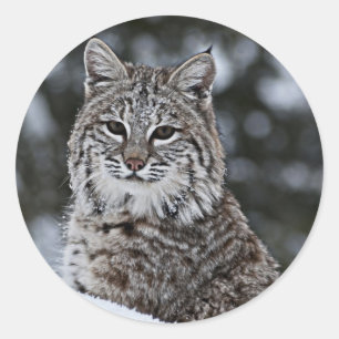 Pegatina Redonda Bobcat en la nieve