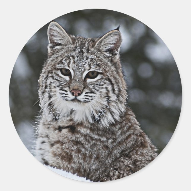 Pegatina Redonda Bobcat en la nieve (Anverso)