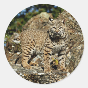 Pegatina Redonda Bobcat en las rocas