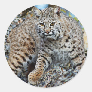 Pegatina Redonda Bobcat en las rocas