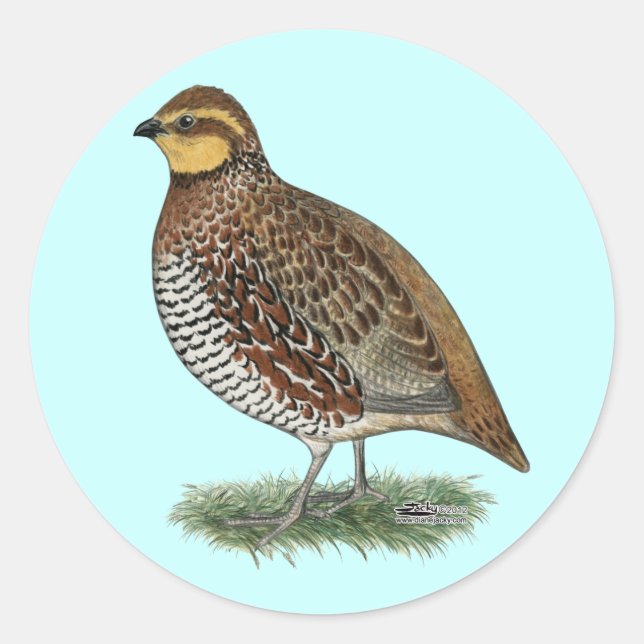 Pegatina Redonda Bobwhite Quail Hen (Anverso)