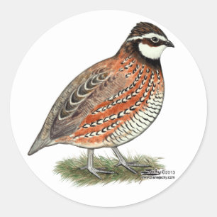 Pegatina Redonda Bobwhite Quail Rooster