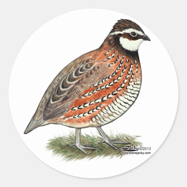 Pegatina Redonda Bobwhite Quail Rooster (Anverso)