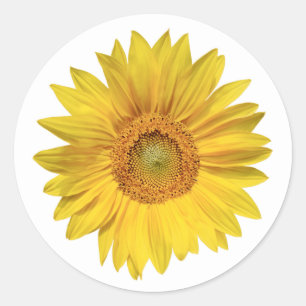 Pegatina Redonda Boda Flor Sunflower Amarillo Flor